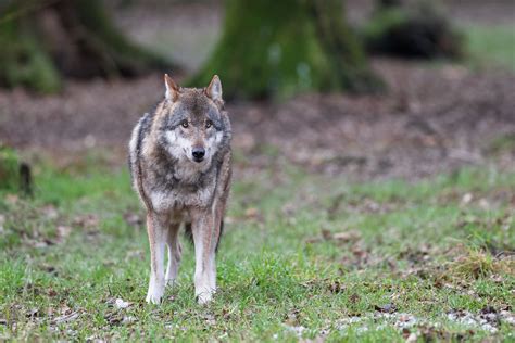 What Future Lies Ahead Hesitant Eurasian Wolf Tierpark