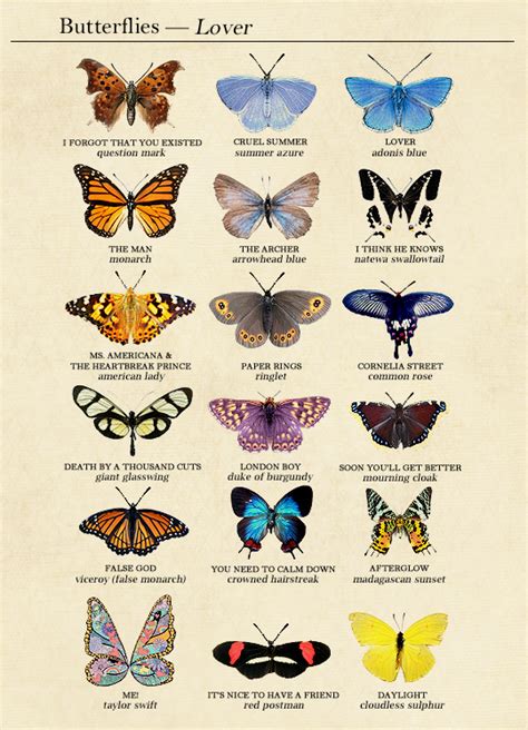 Lover Track List As Butterflies Based On Species Names And Behaviors