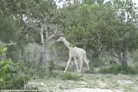 White Giraffes Are Spotted In Kenya And Captured On Video Daily Mail Online