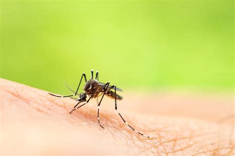 Graphene Lined Clothes Can Be Used To Ward Off Mosquitos W