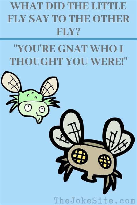 Insect And Bug Jokes Funny Jokes For The Entire
