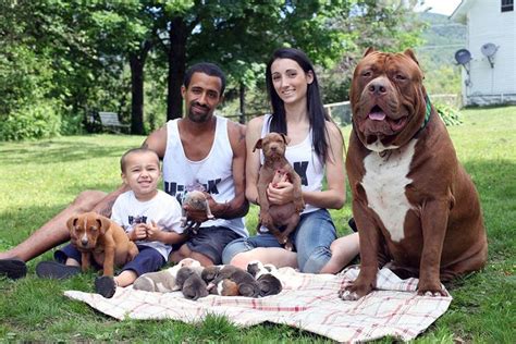 World’s Largest Pitbull “hulk” Has 8 Puppies Worth Up To Half A Million Dollars Pitbulls Big