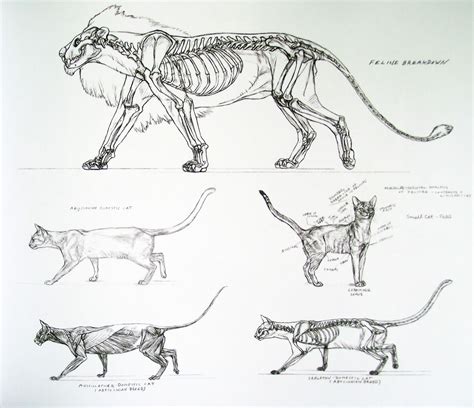Cats Anatomy Ref Feline Anatomy Animal Skeletons Cat Anatomy