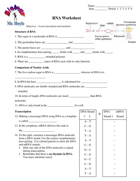 Enzymes match rna nucleotides to the unzipped nitrogen bases of the gene, forming a single strand of mrna. RNA Worksheet