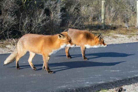 Two Red Foxes On A Cycle Path Stock Image Image Of Adult Mammalia