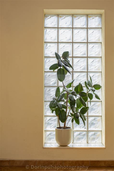 Ficus Elastica Robusta In Front Of A Glass Bricks Window License