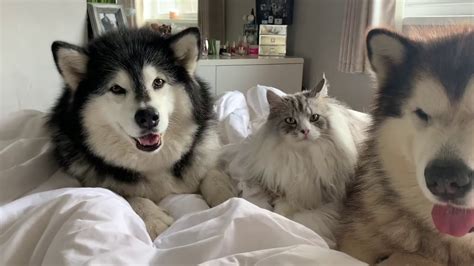 What Its Like To Wake Up With Giant Fluffy Malamutes Cutest Fluffy