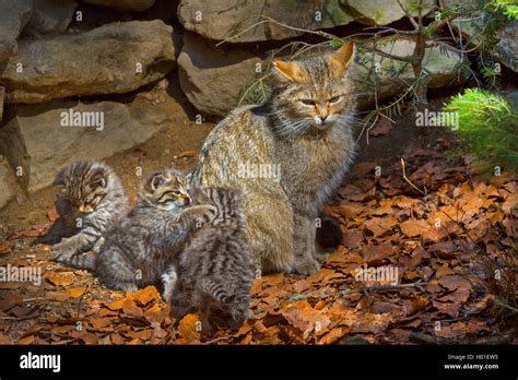 european wildcat forest wildcat felis silvestris silvestris mother sitting with three