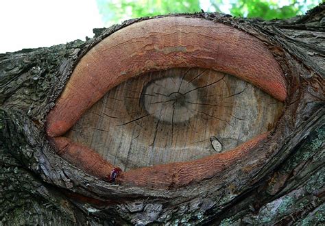 Eye Of A Tree Simply My Photography Flickr