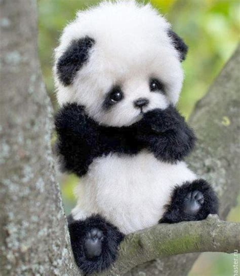 Cute Panda Aww