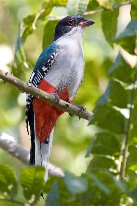 Cuban Trogon National Bird Of Cuba It Has The Same Colors As The
