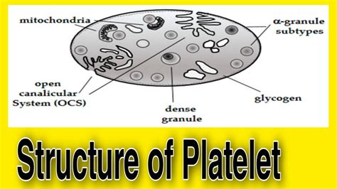 Structure Of Platelet Youtube