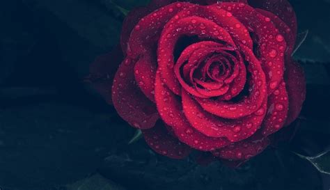 Single Red Rose Meaning And Symbolism