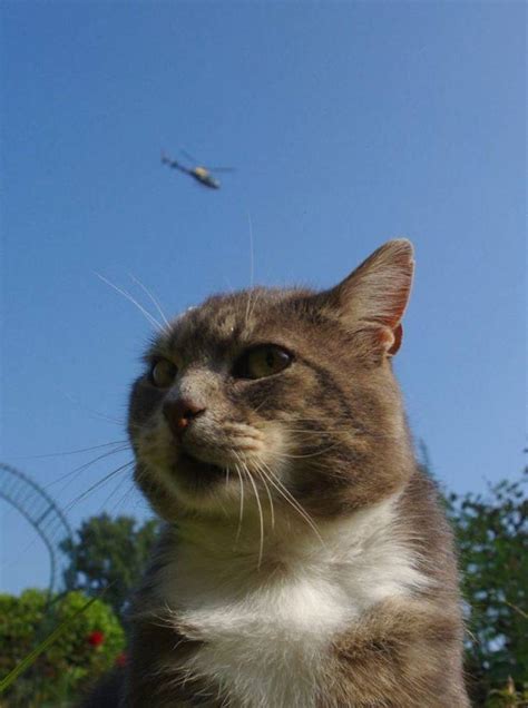 When Cats Find Catnip… (30 pics) - Izismile.com