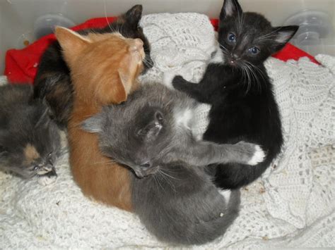 Sold sold sold sold sold sold. 2 beautiful kittens for sale - Melbourne - Cats for sale ...