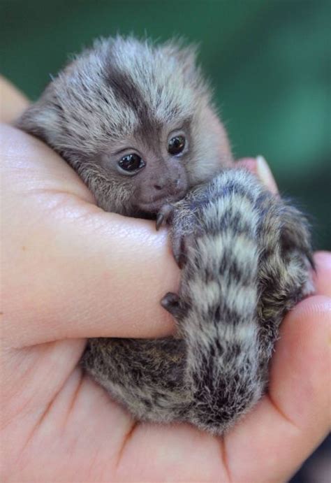 De Schattigste Babydiertjes Schattige Dieren Dieren Mooi Baby Dieren