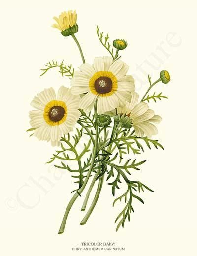 Vintage Flower Art Botanical Prints Flower Illustrations Print