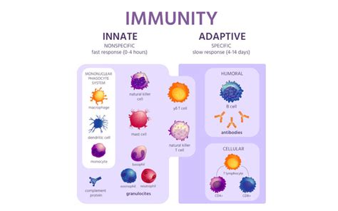 What Are The Innate And Adaptive Immune Systems Organic India