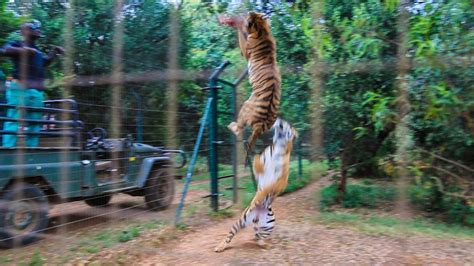 How High Can Tigers Jump Nature Blog Network