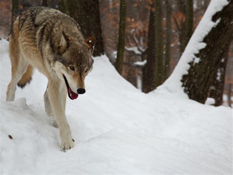 Wolf Snow Forest Wildlife Free Nature Pictures By Forestwander