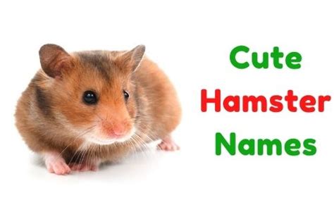 1000 Cute Hamster Names Funny Unique Famous Badass