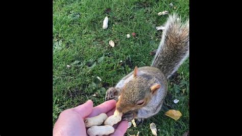 Feeding Squirrels By Hand Youtube