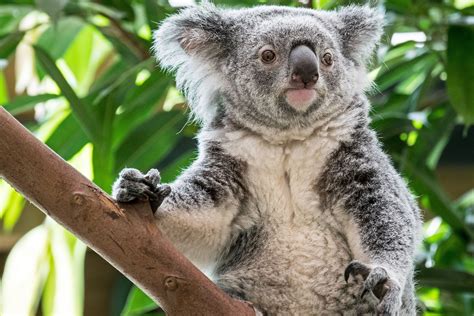 Australian Koalas Considered Functionally Extinct With