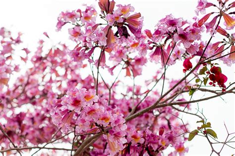 Tabebuia Impetiginosa A Pink Postcard From The Caribbean