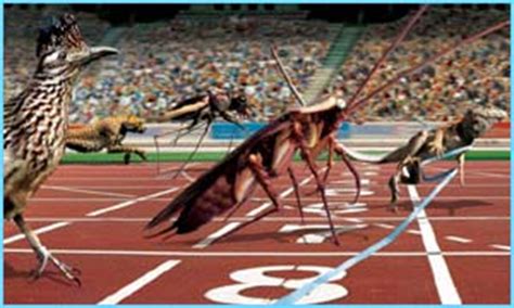 Check out all the latest animal and nature quizzes, clips and more from across the bbc. CBBC Newsround | ANIMALS | Animals go for gold in 'Olympics'