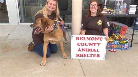 Belmont County Animal Shelter visits Ferguson Furniture