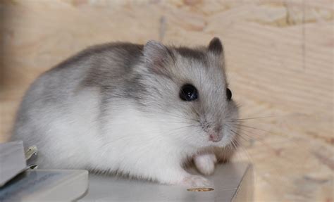How To Keep A Winter White Dwarf Hamster Info And Care Guide