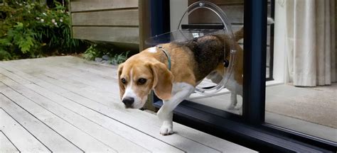 The Ins And Outs Of Pet Doors Obrien Glass