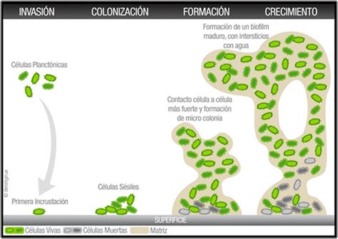 Componentes Y Funciones De La Matriz De Los Biofilms Bacterianos Blog