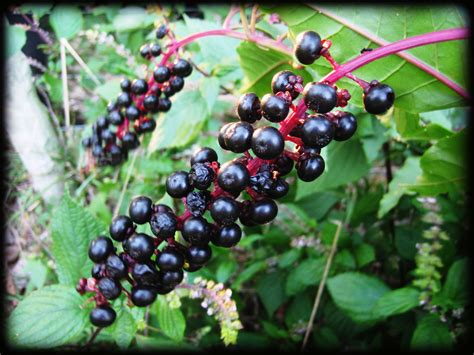 Know Your Berries Before You Pick Them Invibe Herbal