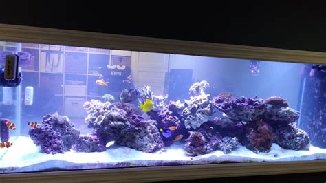Although not a true aquascape, this is my standard 10 gallon potted stem tank. Peninsula Reef Tank Aquascape - Aquascape Ideas