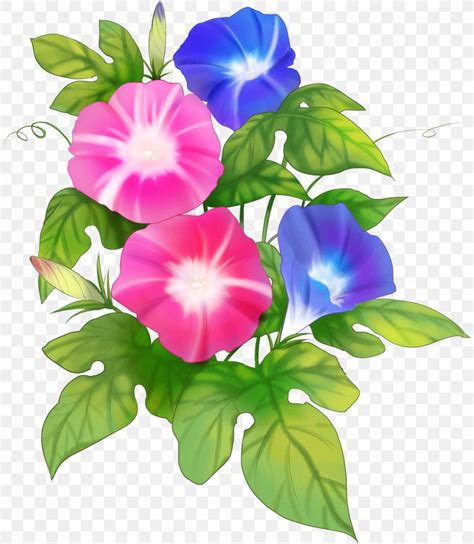 Japanese Morning Glory Flower Clip Art Illustration Red Png