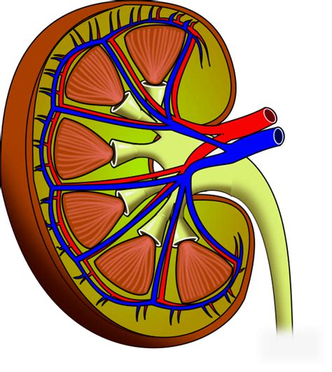 Anatomy Of The Kidney