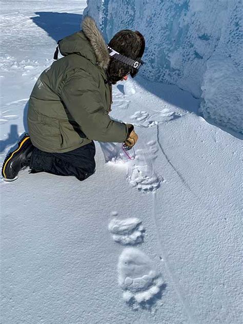 Sitnews Identifying Polar Bears By Their Footprints By Ned Rozell