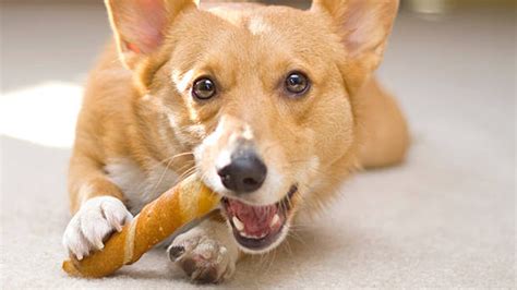 It's great because it's skinny. The dangers of Rawhide - Dog walking and Doggie Daycare in ...