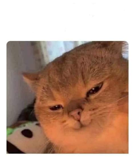 Grinning Cat Blank Template Imgflip