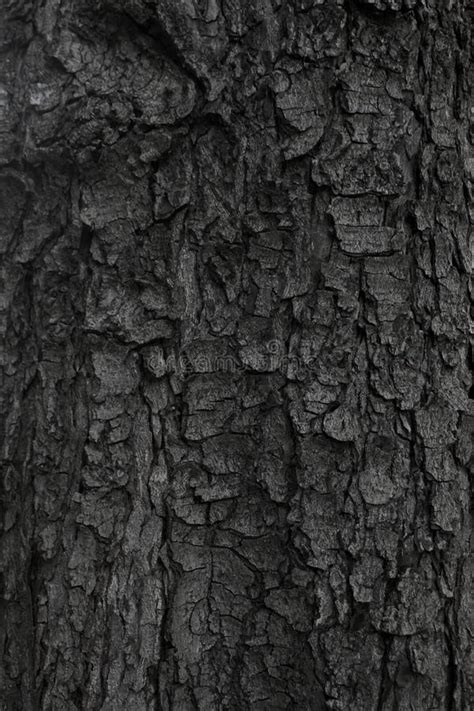 Dark Bark Of A Tree Stock Photo Image Of Plank Pattern 102507848