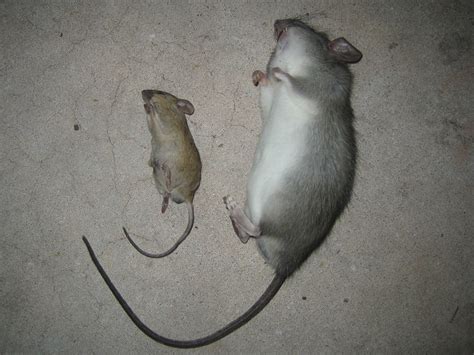 Rat Photograph 030 The Small Rodent Is A House Mouse