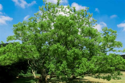 Boxedler Tree Care And Growing Guide