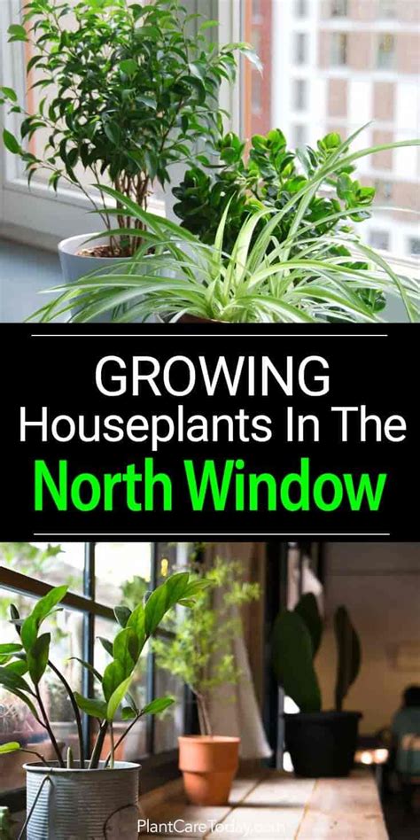 What Are The Best Plants For A North Facing Window Indoor Flowering