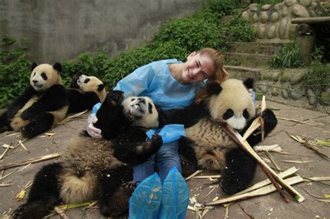 Chengdu Panda Base Research Base Of Giant Panda Breeding