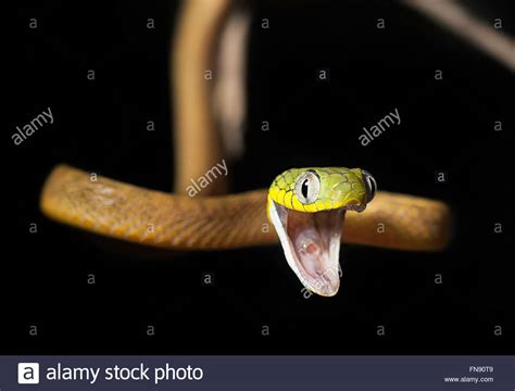 Serpiente Gato Fotograf As E Im Genes De Alta Resoluci N Alamy