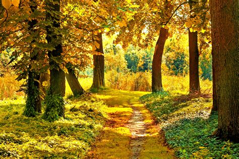 Nature Landscapes Trees Forest Path Pathway Autumn Fall Seasons