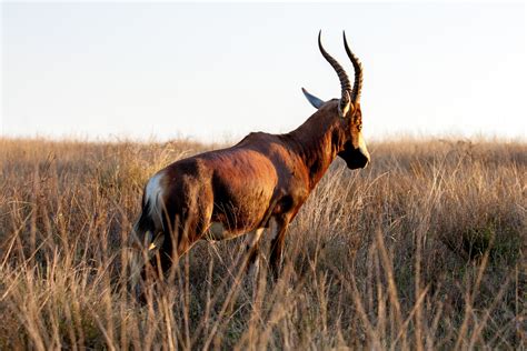 Free Images Grass Prairie Animal Wildlife Horn Herd Grazing