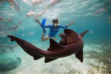 Nurse Shark Attack Hol Chan Marine Reserve Belize Tony Rath