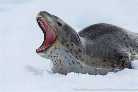 Leopard Seal Antarctica Photos By Ron Niebrugge